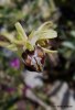 Ophrys cretensis, Kreta 2007-04-18