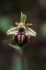 Ophrys cretensis, Kreta 2001-04-14