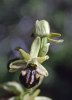 Ophrys cretensis, Kreta 2001-04-14