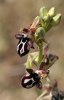 OPhrys cretica subsp. cretica, Kreta 2007-04-15
