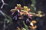 OPhrys cretica subsp. cretica, Kreta 