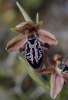 Ophrys cretica subsp. ariadnae 2001-04-18