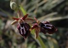 Ophrys cretica subsp. ariadnae 2001-04-18