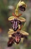 Ophrys cretica subsp. ariadnae 2001-04-16