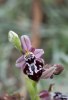 OPhrys cretica subsp. beloniae, Rhodos 2011-04-03
