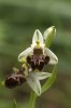 Ophrys dodecanensis, Rhodos, 2011-04-05