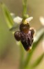 Ophrys dodecanensis, Rhodos, 2011-04-05