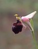 Ophrys elegans, Cypern 2002-03-13