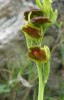 Ophrys iricolor subsp. maxima, Sardinien 2006-04-26 