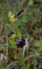 Ophrys iricolor subsp. maxima, Sardinien 2006-04-26 