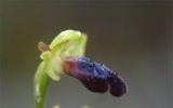 Ophrys iricolor, Cypern mars 2002