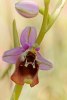 Ophrys episcopalis, Kreta 2007-04-19