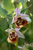 Ophrys helios, östra Kreta 2007-04-19