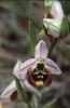 Ophrys helios, Kreta april 1998