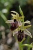 Ophrys  exaltata subsp. exaltata, Sicilien 2008-04-21