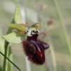 Ophrys incubacea, Gargano (It.) 2005-04-19