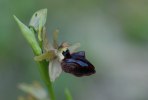 Ophrys incubacea, Toscana 2010-04-13