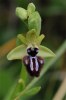 Ophrys incubacea, Sicilien 2008-04-21