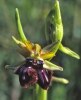 Ophrys incubacea, Gargano (It.) april 1996