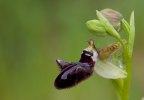 Ophrys incubacea, Gargano, (It.) 2011-04-27