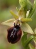 Ophrys incubacea, Sardinien 2006-04-26