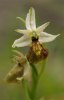 Ophrys exaltata subsp. montis-leonis, Argentaria, Toscana (It.) 2010-04-13