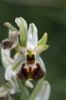 Ophrys exaltata subsp. montis-leonis, Argentaria, Toscana (It.) 2010-04-18