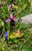 Ophrys ferrum-equinum subsp. labiosa, Chios (Gr.) 2009-04-09