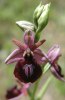 Ophrys ferrum-equinum, Peloponnesos, (Gr.) 2004-04-14