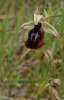Ophrys ferrum-equinum, Peloponnesos, (Gr.) 2004-04-13