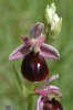Ophrys ferrum-equinum, Peloponnesos, (Gr.) 2004-04-14