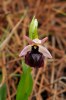 Ophrys ferrum-equinum, Chios, (Gr.) 2009-04-07