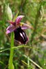 Ophrys ferrum-equinum, Chios, (Gr.) 2009-04-09