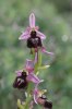 Ophrys ferrum-equinum, Rhodos 2011-04-03