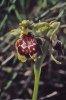Ophrys flavomarginata, Cypern 2002-03-12