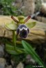 Ophrys fleischmannii, Mt Thripti, Kreta, 2007-04-18