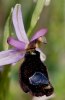 Ophrys bertolonii subsp explanata, Mt. Iblei, Sicilien 2012-04-26