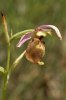 Ophrys fuciflora "tardif_du_Vaucluse", Var (Fr.) 2007-06-14