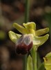 Ophrys fusca subsp. funerea, Sardinien 2006-04-28