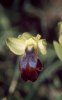 Ophrys fusca subsp. funerea, Gargano april 1994