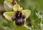 Ophrys bombyliflora, Sicilien 2012-04-24