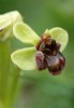 Ophrys bombyliflora, Sardinien 2006-04-25