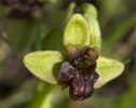 Ophrys bombyliflora, Rhodos 2011-04-06