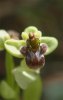Ophrys bombyliflora, Peloponnesos 2004-04-13