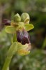 Ophrys fusca subsp. obaesa, Sicilien 2012-04-24