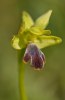 Ophrys mirabilis, Sicilien 2012-04-24