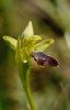 Ophrys mirabilis, Sicilien 2012-04-24