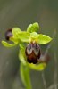 Ophrys lupercalis, Sicilien 2012-04-24