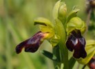 Ophrys lupercalis, Sicilien 2012-04-25