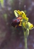 Ophrys lupercalis, Gargano (It.) april 1994